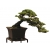 Nasiona Cedr na bonsai szt.4 N127