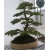 Nasiona Cedr na bonsai szt.4 Nxx127
