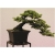 Nasiona Cedr na bonsai szt.4 Nxx127