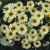 Nasiona Chryzantema Eastern Star biało-żółta szt.10 Nxx736