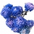 Nasiona Chryzantema niebieska szt.5 N310