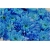 Nasiona Chryzantema niebieska szt.5 Nxx310