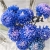 Nasiona Chryzantema niebieska szt.5 Nxx310