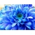 Nasiona Chryzantema niebieska szt.5 Nxx310