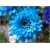 Nasiona Chryzantema niebieska szt.5 Nxx310