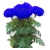 Nasiona Chryzantema niebieska Maidenhair szt.5 N393