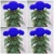 Nasiona Chryzantema niebieska szt.5 Nxx393