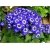 Nasiona Chryzantema niebiesko-biała szt.5 Nxx384