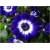 Nasiona Chryzantema niebiesko-biała szt.5 Nxx384