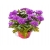 Nasiona Chryzantema ogrodowa fioletowa szt.5 N621