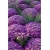 Nasiona Chryzantema fioletowa szt.5 Nxx621