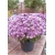 Nasiona Chryzantema fioletowa szt.5 Nxx621