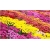 Nasiona Chryzantema różowa szt.5 Nxx620