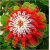 Nasiona Chryzantema czerw-biała szt.5 Nxx425