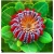 Nasiona Chryzantema czerw-biała szt.5 Nxx425