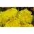 Nasiona Chryzantema żółta szt.5 Nxx184