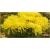 Nasiona Chryzantema żółta szt.5 Nxx184
