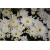 Nasiona Chryzantema zwisła biała szt.10 Nxx325