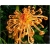 Nasiona Chryzantemy mix szt.5 Nxx176
