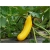 Nasiona Cukinia żółta Goldena szt.4 Nxx441