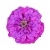 Nasiona Cynia fioletowa szt.10 N496