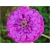 Nasiona Cynia fioletowa szt.10 Nxx496