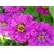 Nasiona Cynia fioletowa szt.10 Nxx496