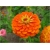 Nasiona Cynia pomarańczowa szt.10 Nxx495