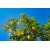 cytryna_drzewko_cytrynowe_mini