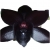 Nasiona Orchidea Czarna szt.10 N166