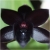 Nasiona Orchidea Czarna szt.10 Nxx166