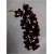 Nasiona Orchidea Czarna szt.10 Nxx166