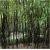 Nasiona Bambus czarny szt.5 Nxx123