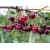 nasiona Czereśnia ptasia Prunus avium szt5 Fore205