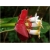 Nasiona Czerwone wargi szt.5 Nxx179