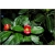 Nasiona Czerwone wargi szt.5 Nxx179