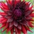 Nasiona Dalia czerwona szt.5 Nxx358
