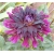 Nasiona Dalia różowa szt.5 Nxx357