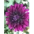 Nasiona Dalia różowa szt.5 Nxx357