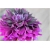 Nasiona Dalia różowa szt.5 Nxx357