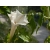 Nasiona Bieluń datura biała szt.10 Nxx687