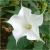 Nasiona Datura biała 5 sztuk Nxx203