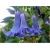 Nasiona Datura niebieska szt.5 Nxx200
