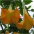 Nasiona Datura Brugmansja mix szt.5 Nxx130