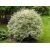 nasiona Dereń biały Cornus alba szt5 Fore187