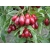 nasiona Dereń jadalny Cornus mas szt5 Fore188