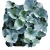 Nasiona Dichondria srebrzysta wisząca szt.5 N392