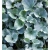 Nasiona Dichondria srebrna wisząca szt.5 Nxx392