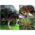 Nasiona Dracena smocza Dragon szt.3 Nxx519