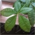 Nasiona Drzewo butelkowe pachira szt.1 Nxx205